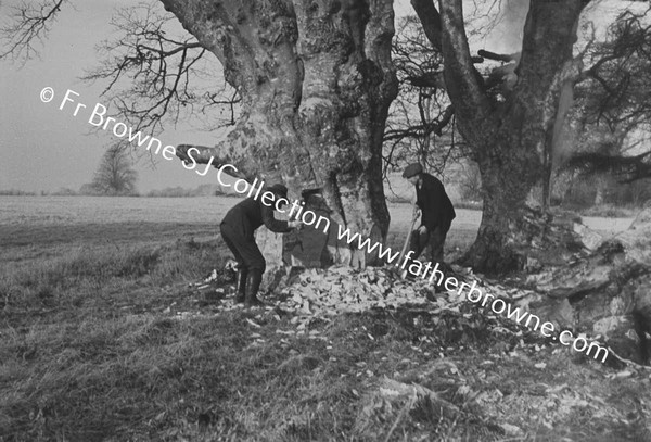 TREE FELLING AND WOODCHOPPING